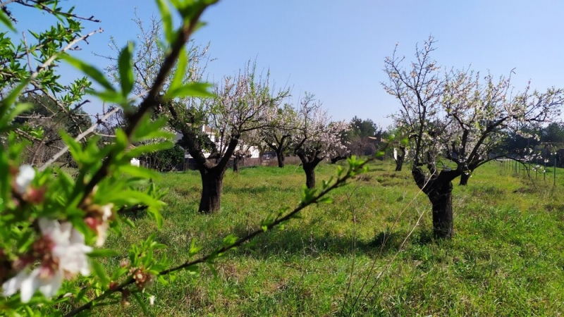 Ruta de los almendros en la Vall de Guadalest