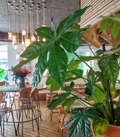 Bodhi Green Restaurante