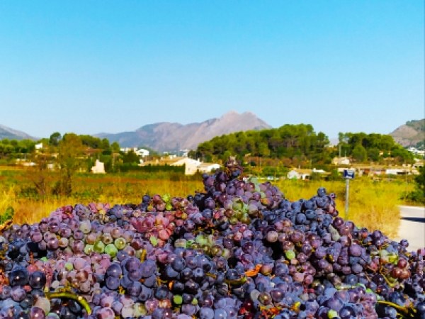 La Verema en La Vall de Pop