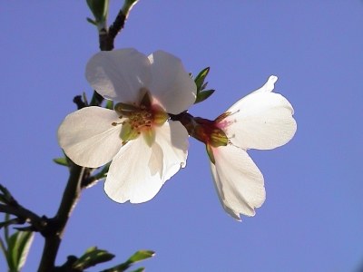 Ametlers en flor a la Vall de Pop