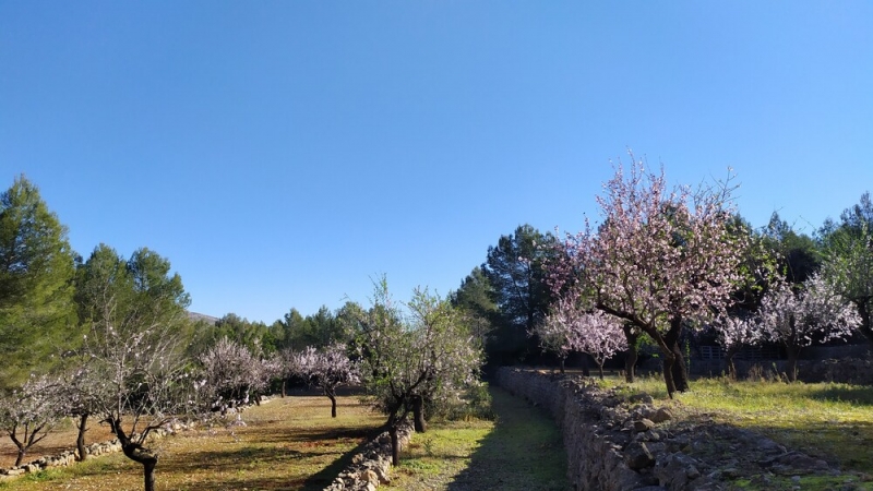Ruta de los almendros en la Vall de Pop