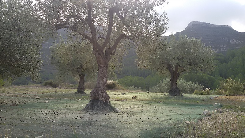 Fotos de Vall de alcala
