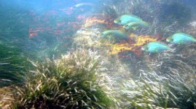 Descubre el bosque submarino de Altea