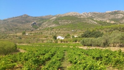 Mistela Vall de Xal� Moscatel