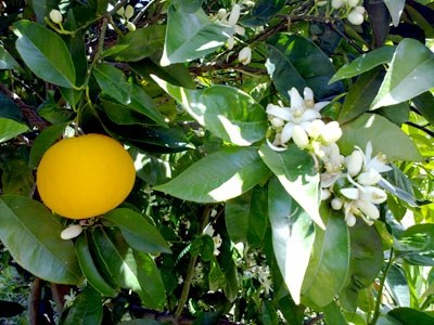 El perfume de azahar